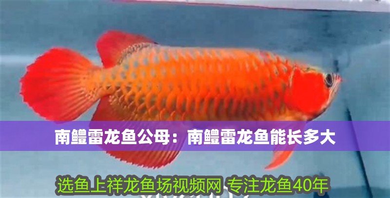 南鱧雷龍魚公母：南鱧雷龍魚能長多大