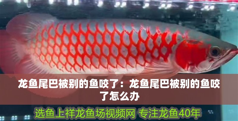 龍魚尾巴被別的魚咬了：龍魚尾巴被別的魚咬了怎么辦