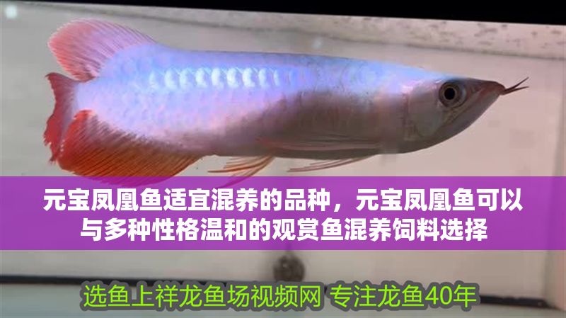 元寶鳳凰魚適宜混養(yǎng)的品種，元寶鳳凰魚可以與多種性格溫和的觀賞魚混養(yǎng)飼料選擇