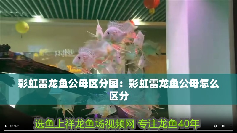 彩虹雷龍魚公母區分圖：彩虹雷龍魚公母怎么區分