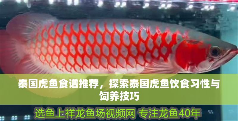 泰國虎魚食譜推薦，探索泰國虎魚飲食習性與飼養技巧