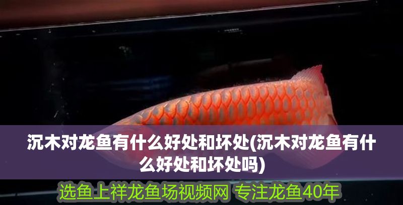 沉木對龍魚有什么好處和壞處(沉木對龍魚有什么好處和壞處嗎)