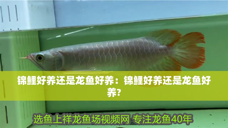 錦鯉好養還是龍魚好養：錦鯉好養還是龍魚好養?