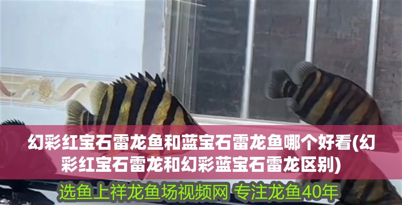 幻彩紅寶石雷龍魚和藍(lán)寶石雷龍魚哪個(gè)好看(幻彩紅寶石雷龍和幻彩藍(lán)寶石雷龍區(qū)別)