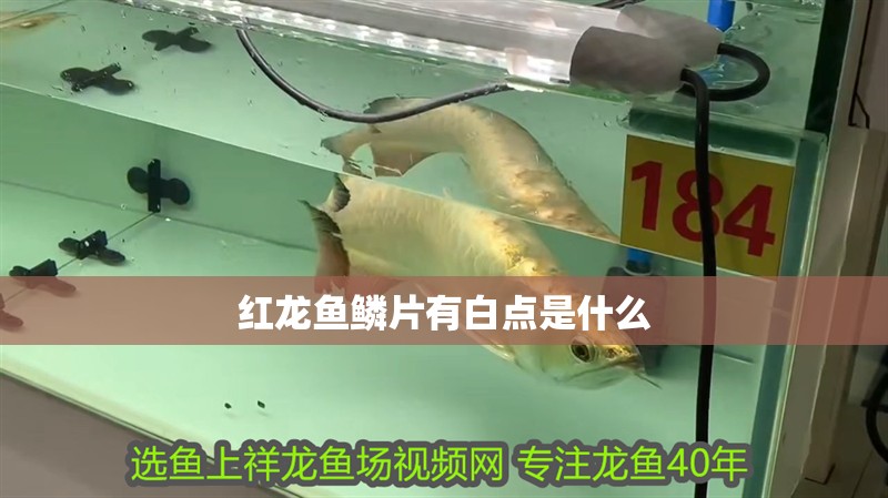 紅龍魚鱗片有白點是什么