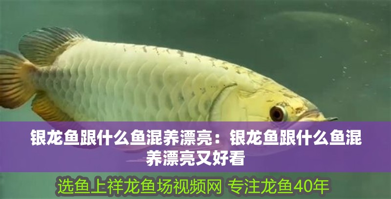 銀龍魚(yú)跟什么魚(yú)混養(yǎng)漂亮：銀龍魚(yú)跟什么魚(yú)混養(yǎng)漂亮又好看