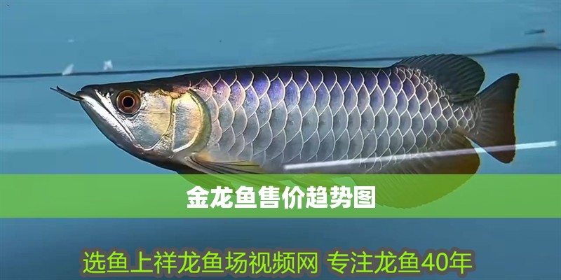 金龍魚售價趨勢圖