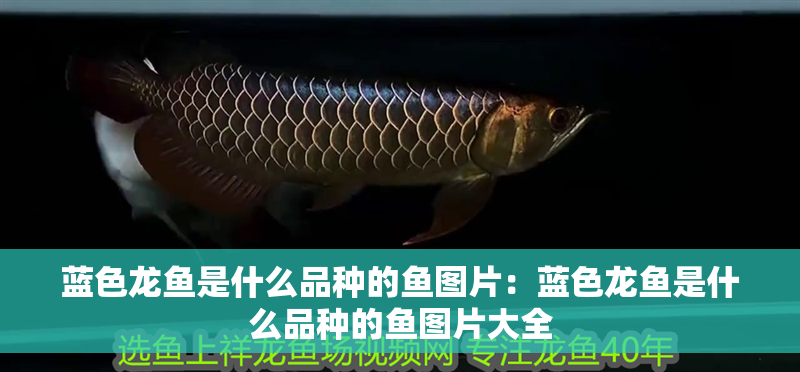 藍色龍魚是什么品種的魚圖片：藍色龍魚是什么品種的魚圖片大全