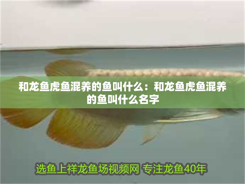 和龍魚虎魚混養的魚叫什么：和龍魚虎魚混養的魚叫什么名字