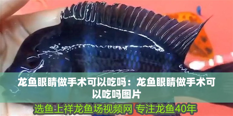 龍魚眼睛做手術(shù)可以吃嗎：龍魚眼睛做手術(shù)可以吃嗎圖片