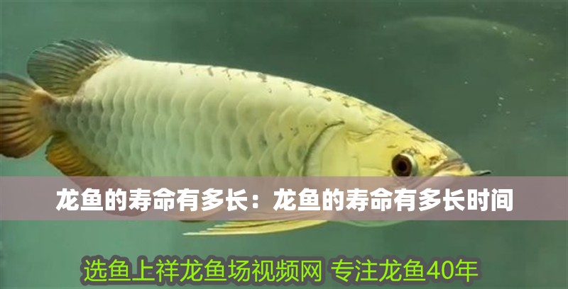 龍魚的壽命有多長：龍魚的壽命有多長時間