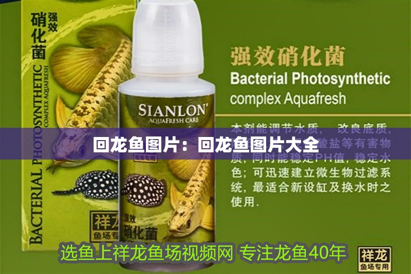回龍魚圖片：回龍魚圖片大全
