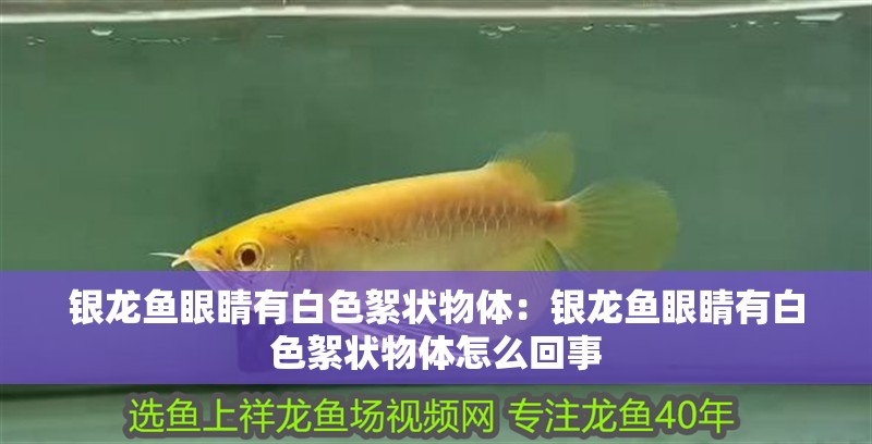 銀龍魚眼睛有白色絮狀物體：銀龍魚眼睛有白色絮狀物體怎么回事