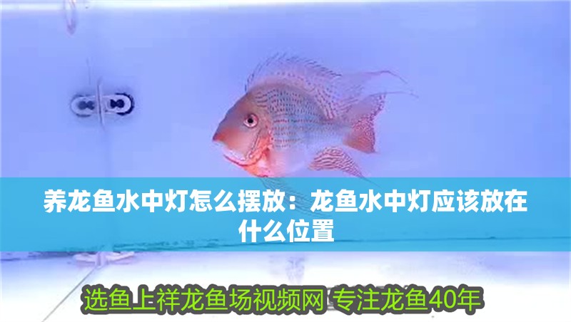 養(yǎng)龍魚水中燈怎么擺放：龍魚水中燈應(yīng)該放在什么位置