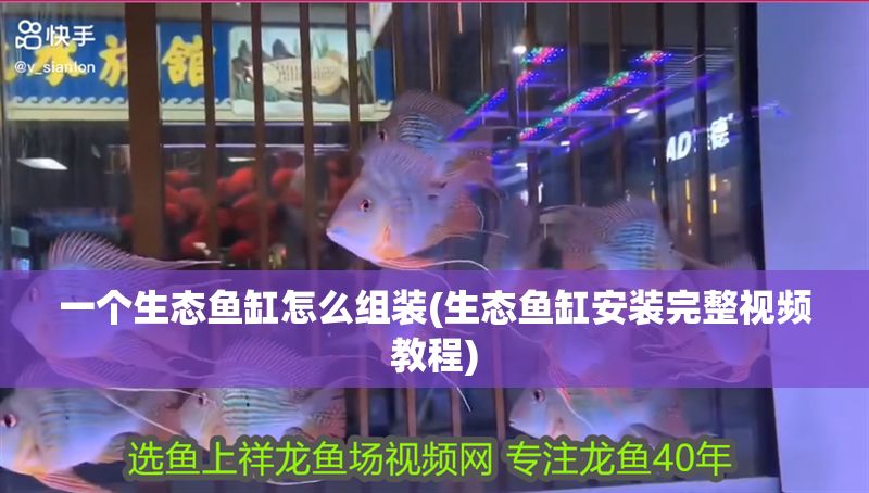 一個生態魚缸怎么組裝(生態魚缸安裝完整視頻教程)