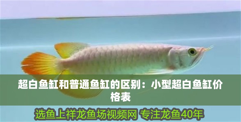 超白魚缸和普通魚缸的區別：小型超白魚缸價格表