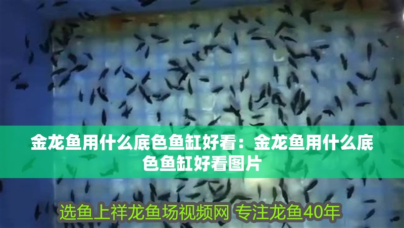 金龍魚用什么底色魚缸好看：金龍魚用什么底色魚缸好看圖片