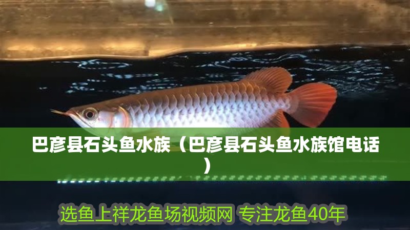 巴彥縣石頭魚水族（巴彥縣石頭魚水族館電話）