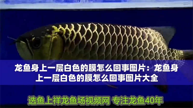 龍魚身上一層白色的膜怎么回事圖片：龍魚身上一層白色的膜怎么回事圖片大全