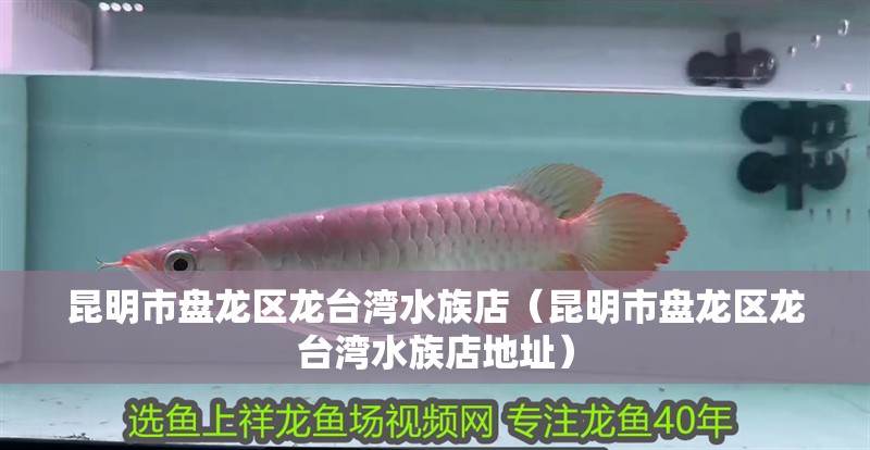昆明市盤(pán)龍區(qū)龍臺(tái)灣水族店（昆明市盤(pán)龍區(qū)龍臺(tái)灣水族店地址）