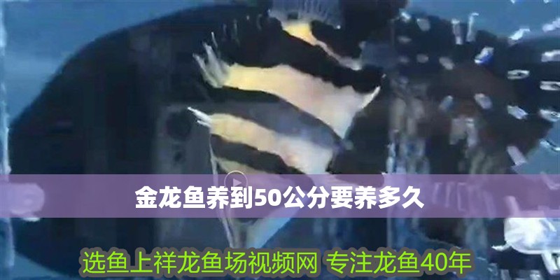 金龍魚養到50公分要養多久