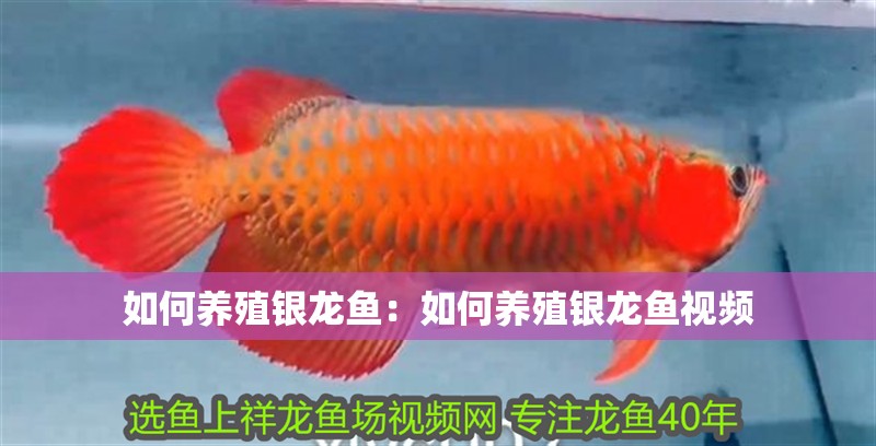 如何養(yǎng)殖銀龍魚：如何養(yǎng)殖銀龍魚視頻