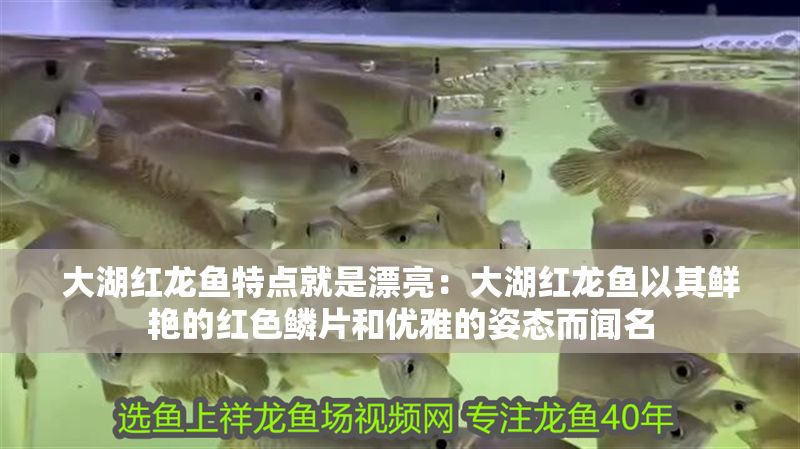 大湖紅龍魚特點就是漂亮：大湖紅龍魚以其鮮艷的紅色鱗片和優雅的姿態而聞名