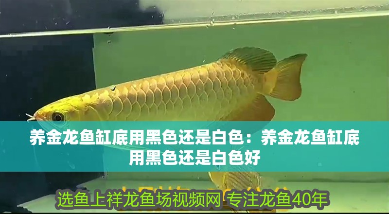 養金龍魚缸底用黑色還是白色：養金龍魚缸底用黑色還是白色好