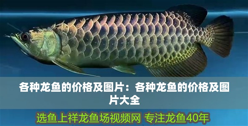 各種龍魚的價格及圖片：各種龍魚的價格及圖片大全
