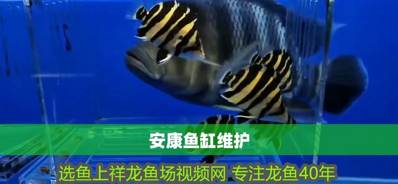 安康魚缸維護
