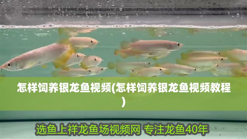 怎樣飼養(yǎng)銀龍魚視頻(怎樣飼養(yǎng)銀龍魚視頻教程)