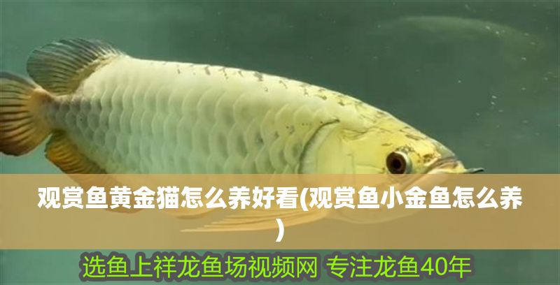 觀賞魚黃金貓?jiān)趺答B(yǎng)好看(觀賞魚小金魚怎么養(yǎng))
