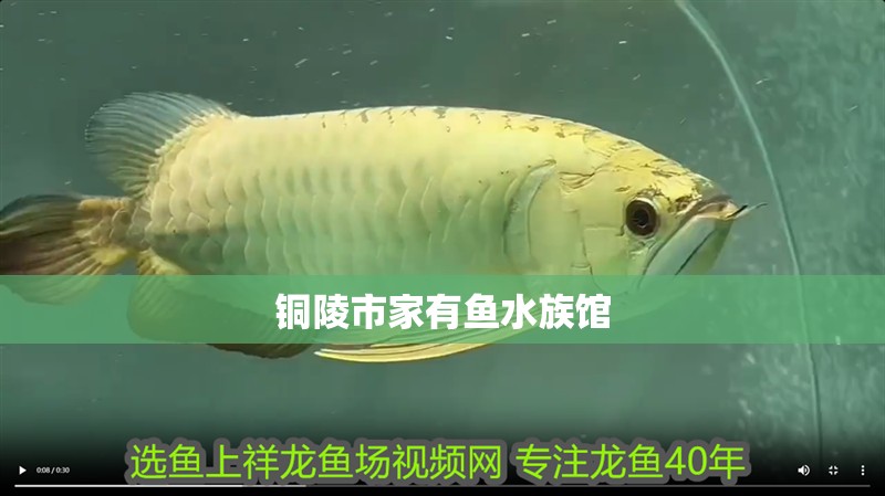 銅陵市家有魚水族館