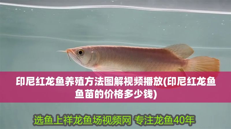 印尼紅龍魚養殖方法圖解視頻播放(印尼紅龍魚魚苗的價格多少錢)