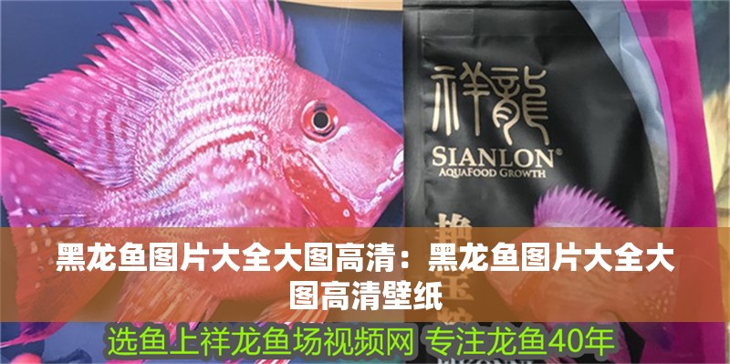 黑龍魚圖片大全大圖高清：黑龍魚圖片大全大圖高清壁紙