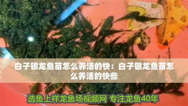 白子銀龍魚苗怎么養(yǎng)活的快：白子銀龍魚苗怎么養(yǎng)活的快些