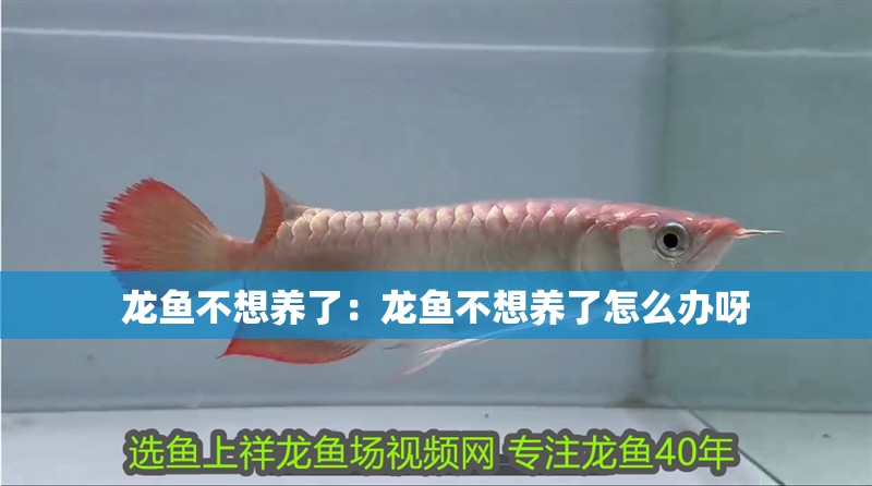 龍魚不想養了：龍魚不想養了怎么辦呀