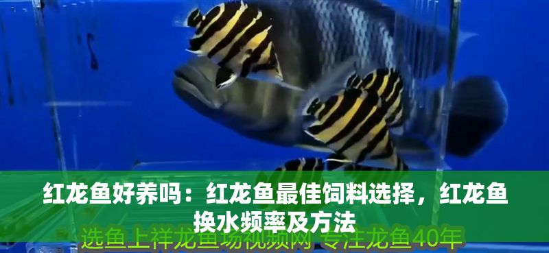 紅龍魚好養(yǎng)嗎：紅龍魚最佳飼料選擇，紅龍魚換水頻率及方法