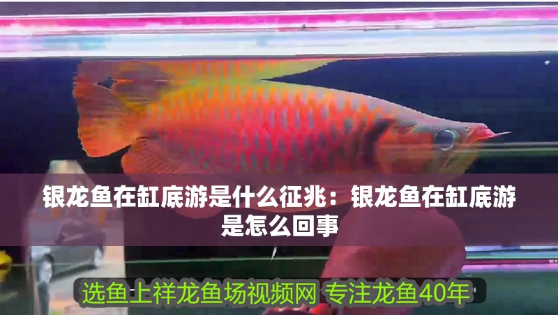 銀龍魚在缸底游是什么征兆：銀龍魚在缸底游是怎么回事