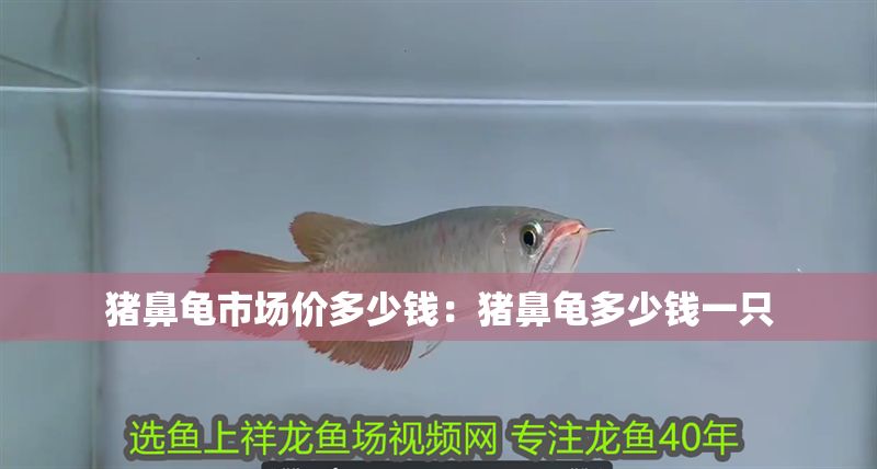 豬鼻龜市場價多少錢：豬鼻龜多少錢一只