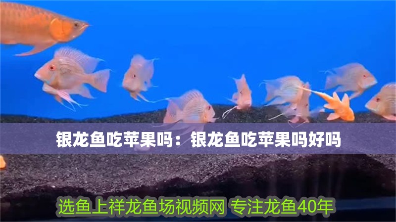 銀龍魚吃蘋果嗎：銀龍魚吃蘋果嗎好嗎