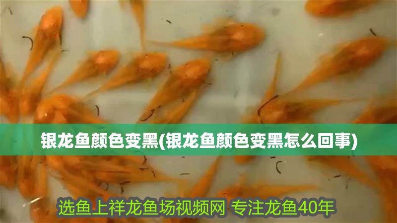銀龍魚顏色變黑(銀龍魚顏色變黑怎么回事)