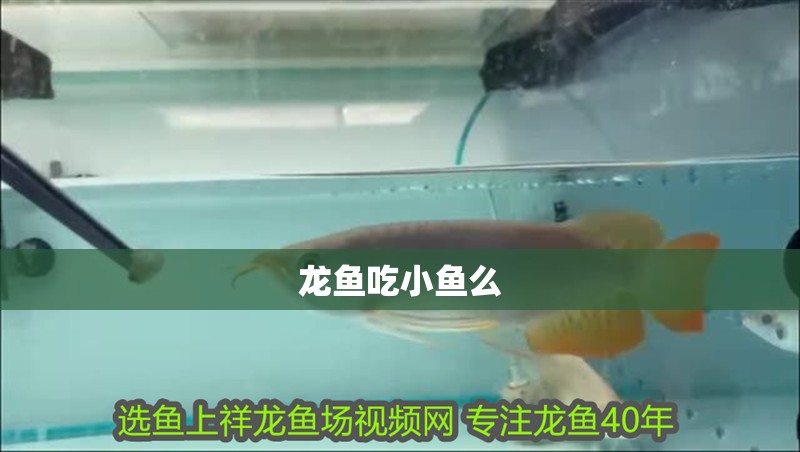龍魚吃小魚么 龍魚吃小魚么 龍魚百科 第3張