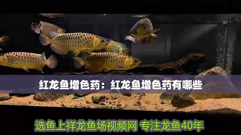紅龍魚增色藥：紅龍魚增色藥有哪些