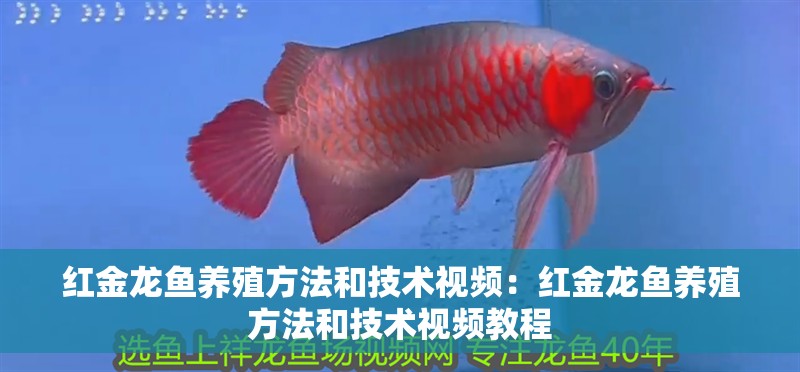 紅金龍魚養(yǎng)殖方法和技術(shù)視頻：紅金龍魚養(yǎng)殖方法和技術(shù)視頻教程