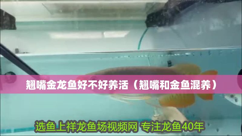 翹嘴金龍魚好不好養活（翹嘴和金魚混養）