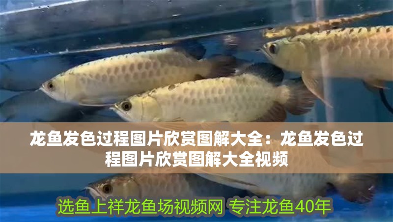 龍魚發色過程圖片欣賞圖解大全：龍魚發色過程圖片欣賞圖解大全視頻