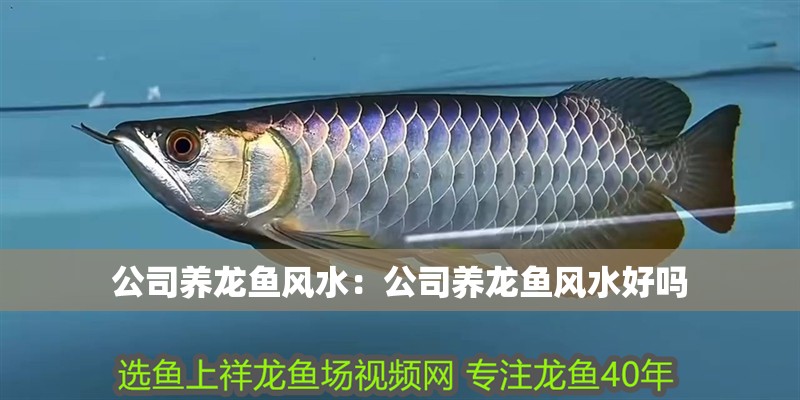 公司養(yǎng)龍魚風(fēng)水：公司養(yǎng)龍魚風(fēng)水好嗎