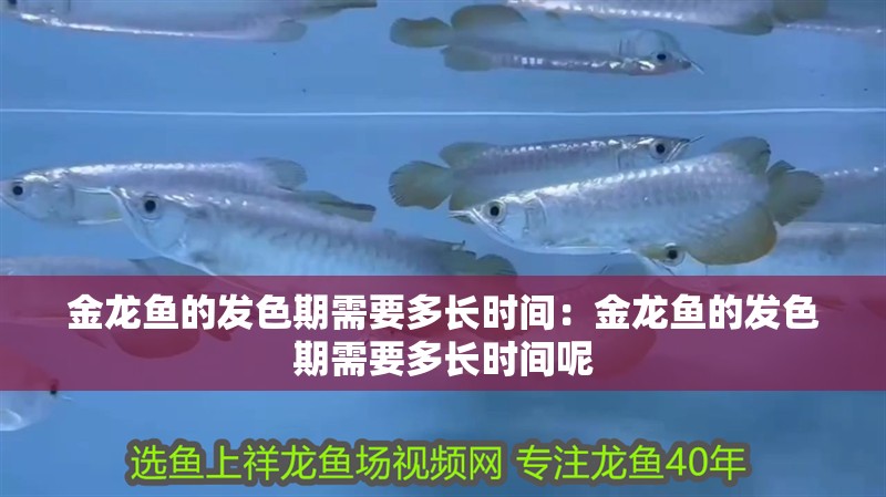 金龍魚的發色期需要多長時間：金龍魚的發色期需要多長時間呢