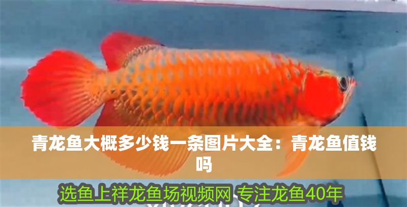 青龍魚大概多少錢一條圖片大全：青龍魚值錢嗎